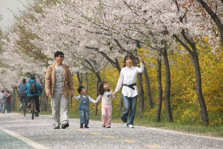금천한내-벚꽃길(연출) 의 사진91