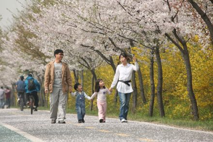 금천한내-벚꽃길(연출) 의 사진92