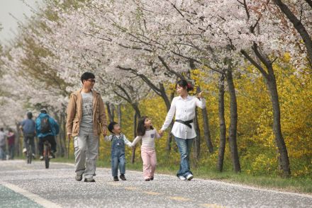 금천한내-벚꽃길(연출) 의 사진93