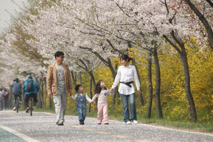 금천한내-벚꽃길(연출) 의 사진94