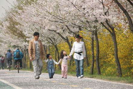 금천한내-벚꽃길(연출) 의 사진95