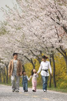 금천한내-벚꽃길(연출) 의 사진96