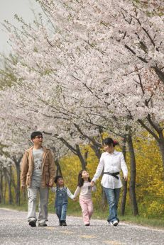 금천한내-벚꽃길(연출) 의 사진97