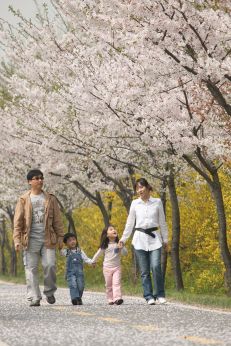 금천한내-벚꽃길(연출) 의 사진98