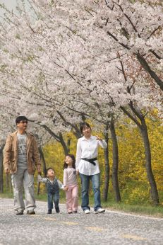 금천한내-벚꽃길(연출) 의 사진99