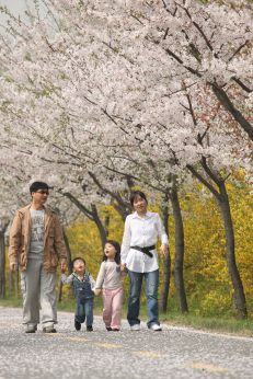 금천한내-벚꽃길(연출) 의 사진100