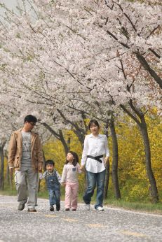 금천한내-벚꽃길(연출) 의 사진101