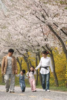 금천한내-벚꽃길(연출) 의 사진102