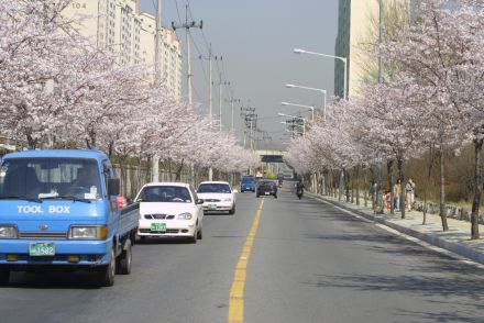 2002 벚꽃십리길 의 사진8