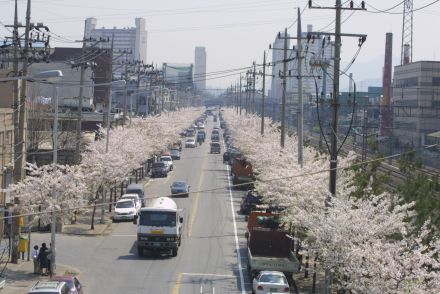 2002 벚꽃십리길 의 사진9
