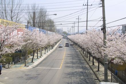 2002 벚꽃십리길 의 사진12