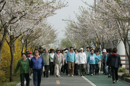 금천벚꽃축제 의 사진96