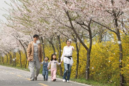 금천한내-벚꽃길(연출) 의 사진103
