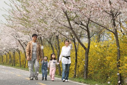 금천한내-벚꽃길(연출) 의 사진104