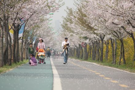 금천한내-벚꽃길(연출) 의 사진105