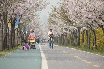 금천한내-벚꽃길(연출) 의 사진106
