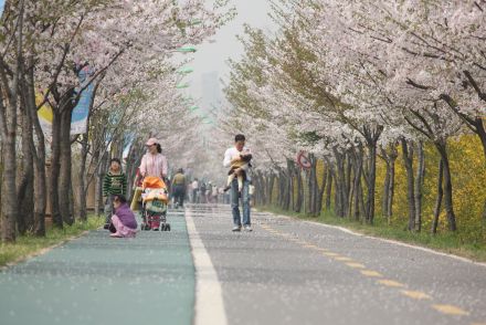 금천한내-벚꽃길(연출) 의 사진107