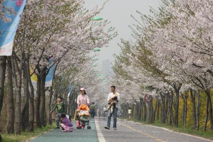 금천한내-벚꽃길(연출) 의 사진108