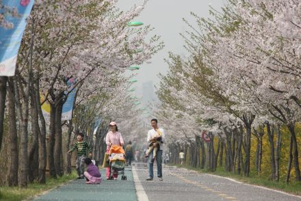 금천한내-벚꽃길(연출) 의 사진109