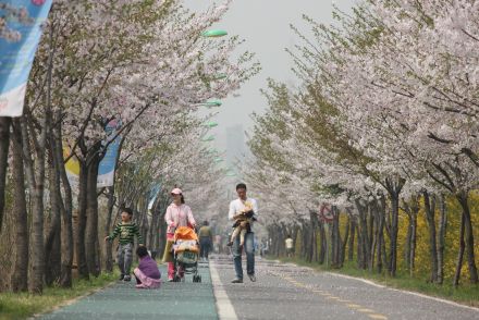 금천한내-벚꽃길(연출) 의 사진110