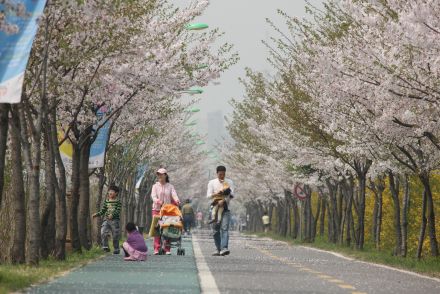 금천한내-벚꽃길(연출) 의 사진111