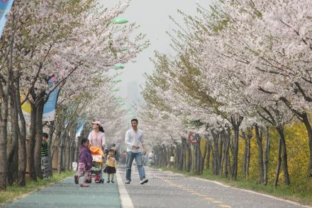 금천한내-벚꽃길(연출) 의 사진112