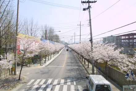 2002 벚꽃십리길 의 사진14