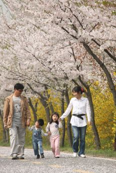 금천한내-벚꽃길(연출) 의 사진113