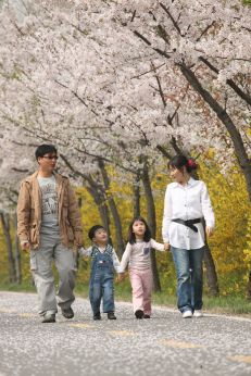 금천한내-벚꽃길(연출) 의 사진114