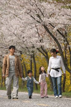 금천한내-벚꽃길(연출) 의 사진119