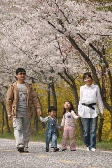 금천한내-벚꽃길(연출) 의 사진121