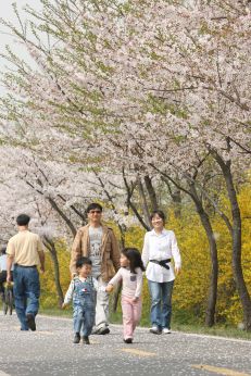 금천한내-벚꽃길(연출) 의 사진123