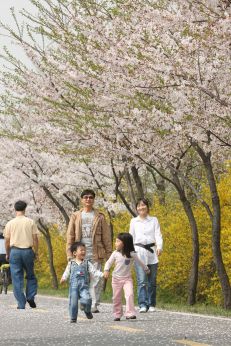 금천한내-벚꽃길(연출) 의 사진124