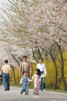 금천한내-벚꽃길(연출) 의 사진125