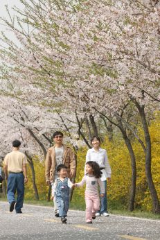 금천한내-벚꽃길(연출) 의 사진126