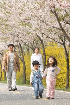 금천한내-벚꽃길(연출) 의 사진127
