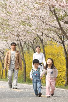 금천한내-벚꽃길(연출) 의 사진128