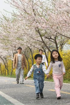 금천한내-벚꽃길(연출) 의 사진129