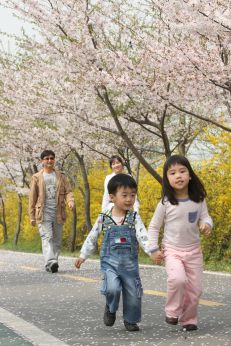 금천한내-벚꽃길(연출) 의 사진131