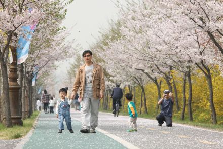 금천한내-벚꽃길(연출) 의 사진132