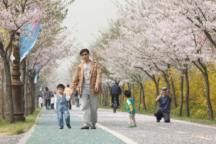 금천한내-벚꽃길(연출) 의 사진133