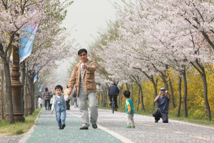 금천한내-벚꽃길(연출) 의 사진134