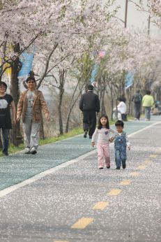 금천한내-벚꽃길(연출) 의 사진135