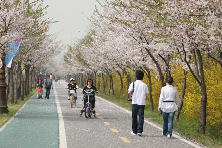 금천한내-벚꽃길(연출) 의 사진136