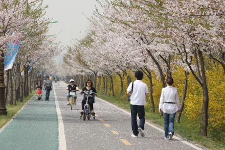 금천한내-벚꽃길(연출) 의 사진137