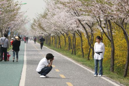 금천한내-벚꽃길(연출) 의 사진138