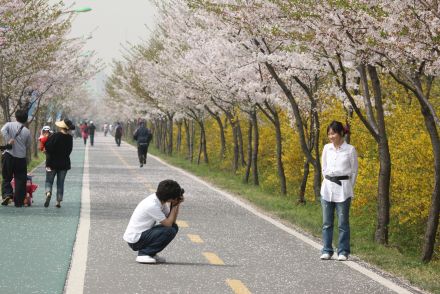 금천한내-벚꽃길(연출) 의 사진139