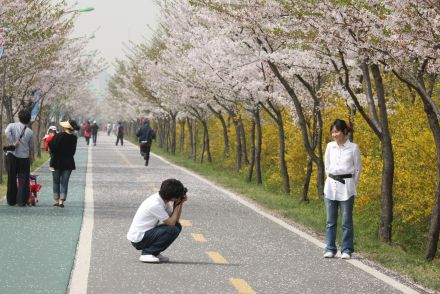 금천한내-벚꽃길(연출) 의 사진140
