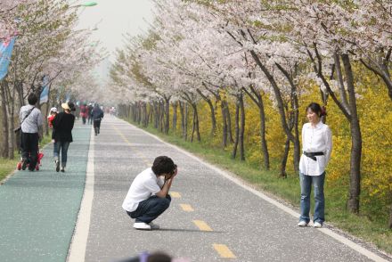 금천한내-벚꽃길(연출) 의 사진141
