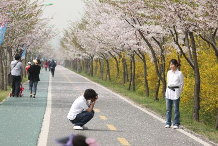 금천한내-벚꽃길(연출) 의 사진142